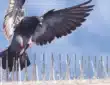 شركة تركيب طارد حمام بالدمام
